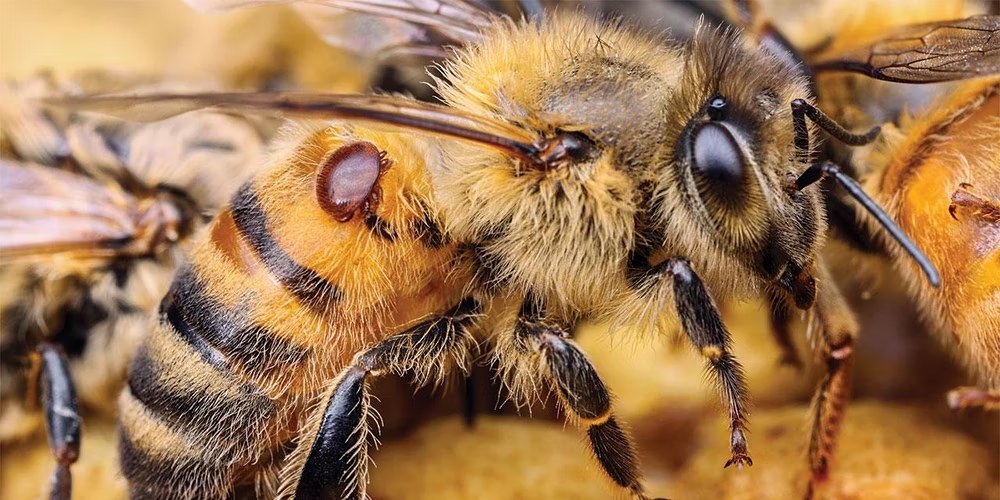 varroa mite