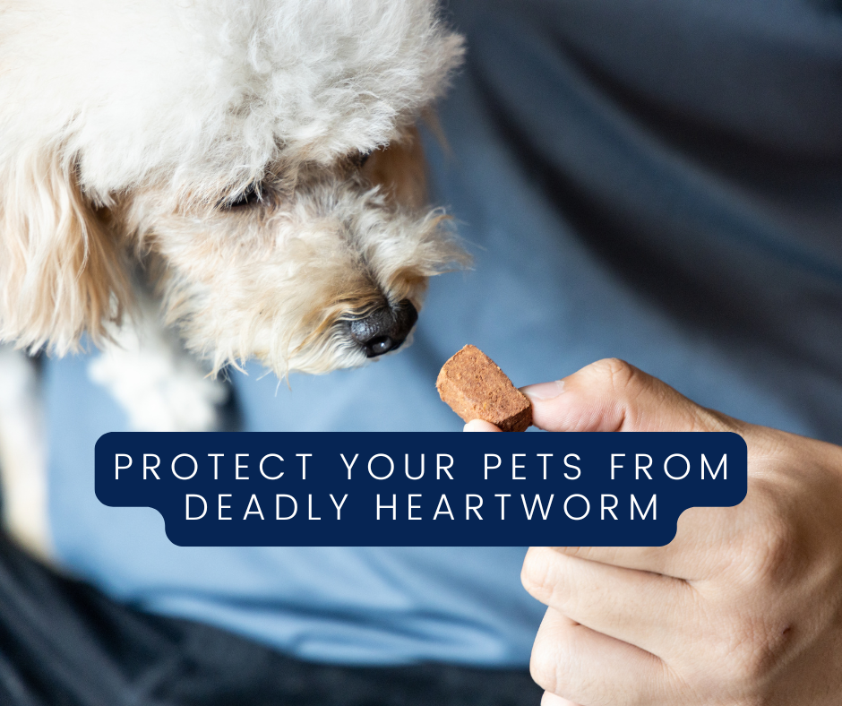 Heartworm in dogs