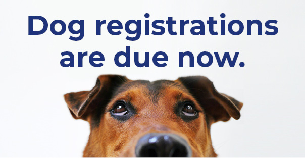 dog registrations due now