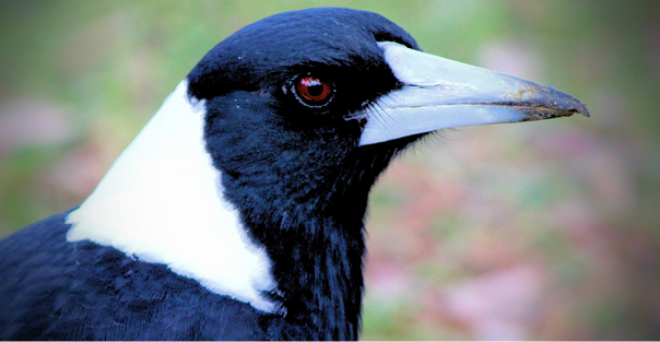 magpie